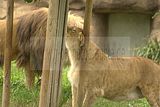 leipzig zoo-01_07_2011_zoo_allgemein_325